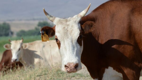 Коровы, архивное фото - Sputnik Казахстан