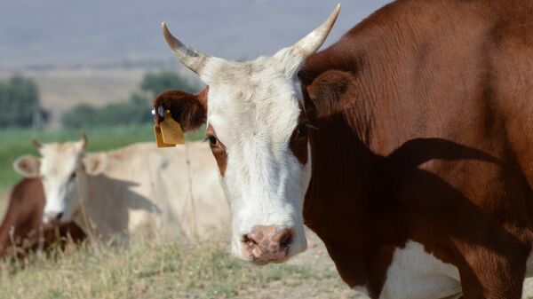 Архивное фото коровы - Sputnik Казахстан