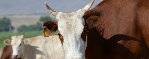 Архивное фото коровы - Sputnik Казахстан