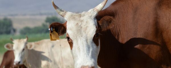Архивное фото коровы - Sputnik Казахстан