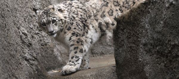 Архивное фото снежного барса в Московском зоопарке Архивное фото снежного барса в Московском зоопарке - Sputnik Казахстан