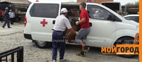 Бараны в реанимобиле в Атырау Бараны в реанимобиле в Атырау - Sputnik Казахстан