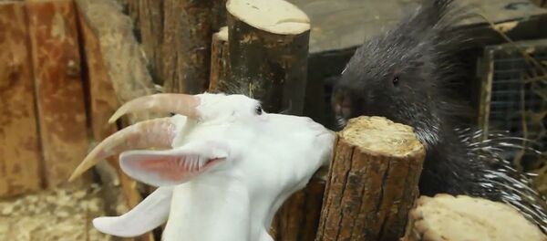 Дикобраз подружился с козой и морской свинкой в контактном зоопарке Уфы - Sputnik Казахстан