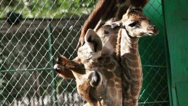 Жирафы в Алматинском зоопарке - Sputnik Казахстан
