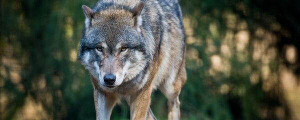 Архивное фото волка Архивное фото волка - Sputnik Казахстан