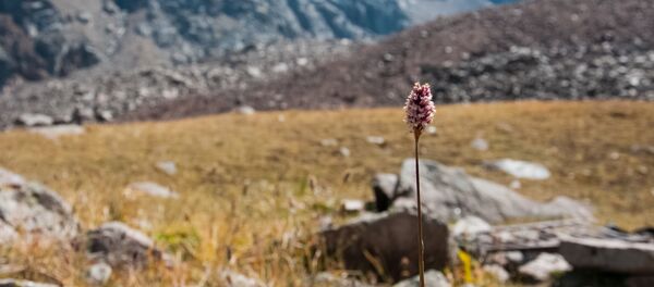 Тау Тау - Sputnik Қазақстан