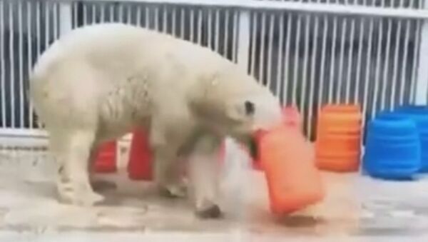 Медведь играет в алматинском зоопарке - Sputnik Казахстан