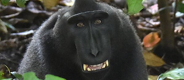 Макака, архивное фото - Sputnik Казахстан