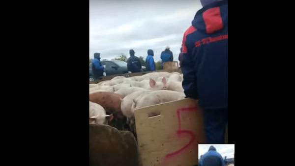 Свиньи перекрыли трассу в Оренбургской области - Sputnik Казахстан