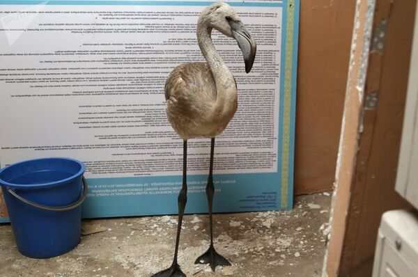 Қоқиқаздың балапаны - Sputnik Қазақстан