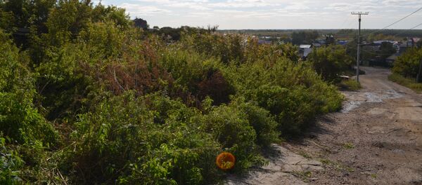 Дикорастущая марихуана Дикорастущая марихуана - Sputnik Казахстан