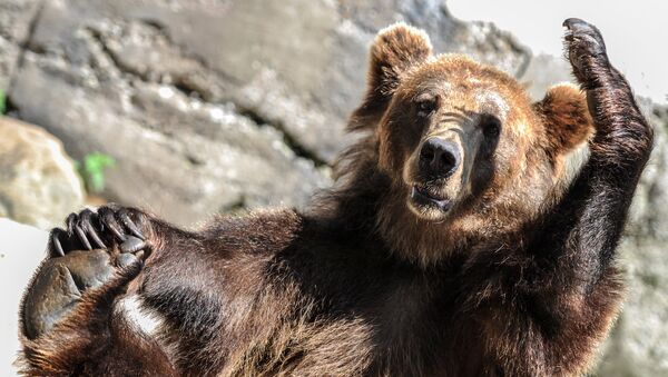 Бурый медведь - Sputnik Казахстан