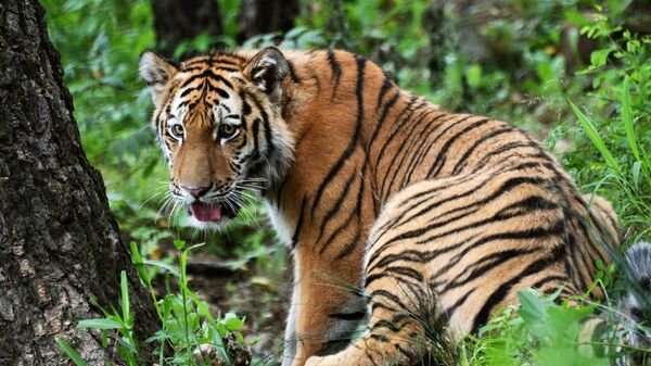 Тигр в сафари-парке, архивное фото - Sputnik Казахстан