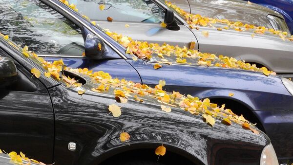 Осенние листья на капоте автомобиля - Sputnik Казахстан
