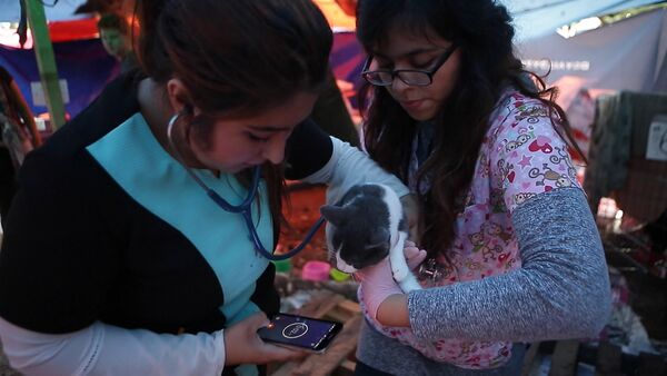 Приют для пострадавших от землетрясения в Мехико животных - Sputnik Казахстан