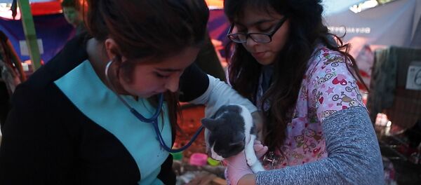 Приют для пострадавших от землетрясения в Мехико животных Приют для пострадавших от землетрясения в Мехико животных - Sputnik Казахстан