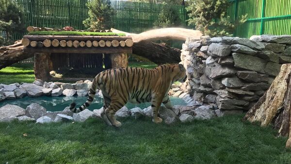 Амурский тигр Урман переехал в новый вольер - Sputnik Казахстан
