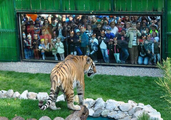 Амурский тигр Урман переехал в новый вольер Амурский тигр Урман переехал в новый вольер - Sputnik Казахстан