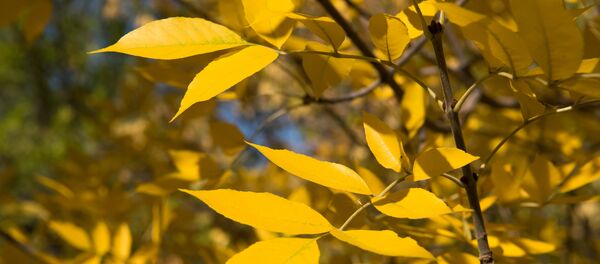 Күз - Sputnik Қазақстан