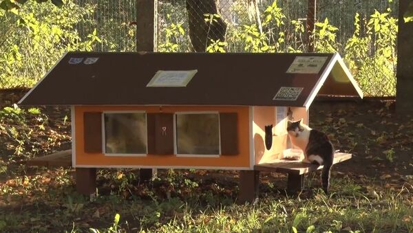 Рижанин построил 80 домиков для бездомных кошек - Sputnik Казахстан