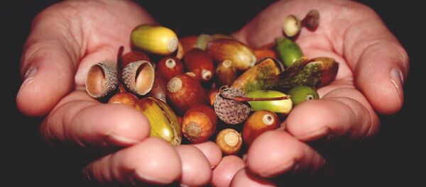 Желуди - Sputnik Казахстан