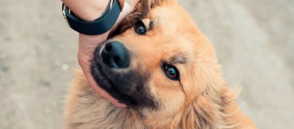 Собака из приюта Inucobo в Астане Собака из приюта Inucobo в Астане - Sputnik Казахстан