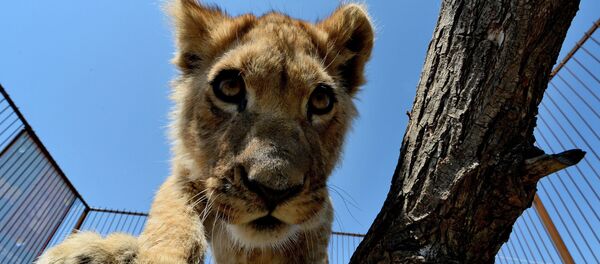 Львенок - Sputnik Казахстан