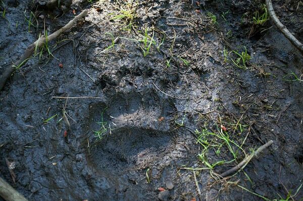 След медведя След медведя - Sputnik Казахстан