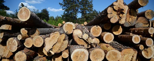 Древесина, архивное фото - Sputnik Казахстан