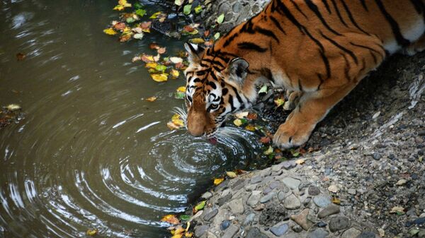 Архивное фото тигра - Sputnik Казахстан
