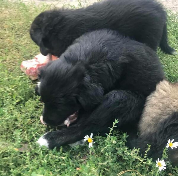 Собаки Людмилы Фаткуллиной Собаки Людмилы Фаткуллиной - Sputnik Казахстан