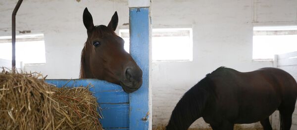 Лошади в конюшне, архивное фото - Sputnik Казахстан