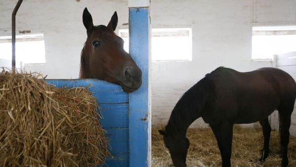 Лошади в конюшне, архивное фото - Sputnik Казахстан