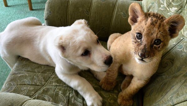 В зоопарке во Владивостоке маленькая львица подружилась со щенком - Sputnik Казахстан