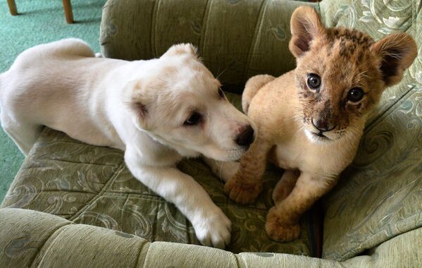 В зоопарке во Владивостоке маленькая львица подружилась со щенком - Sputnik Казахстан