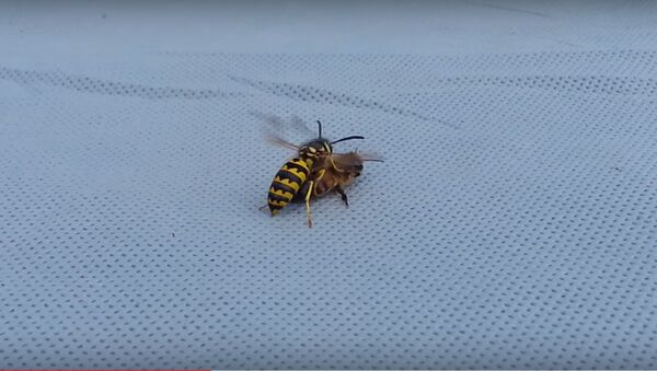 Смертельный бой: поединок осы и пчелы получил популярность в Сети - Sputnik Казахстан