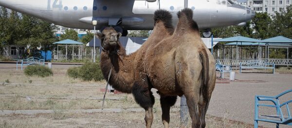 Верблюд на одной из улиц Байконура Верблюд на одной из улиц Байконура - Sputnik Казахстан