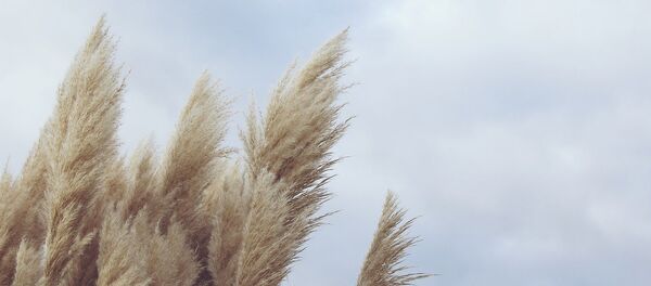 Ветер Ветер - Sputnik Казахстан