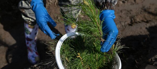 Саженец - Sputnik Казахстан