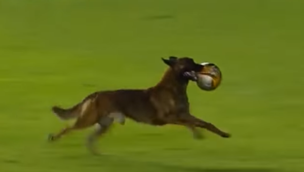 Служебная собака выбежала на футбольное поле во время матча в Боливии - Sputnik Казахстан