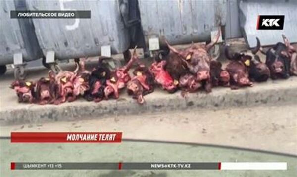 Коровьи головы в Атырау - Sputnik Казахстан