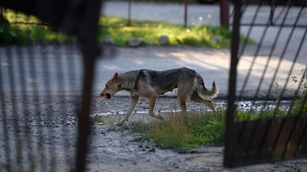 Бездомная собака - Sputnik Казахстан