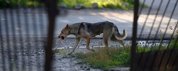 Бездомная собака Бездомная собака - Sputnik Казахстан