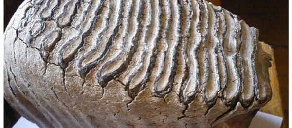 Зуб мамонта, обнаруженный в Тургае - Sputnik Казахстан