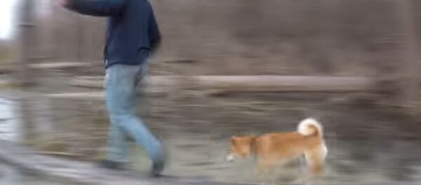 Путешествие с собакой Путешествие с собакой - Sputnik Казахстан