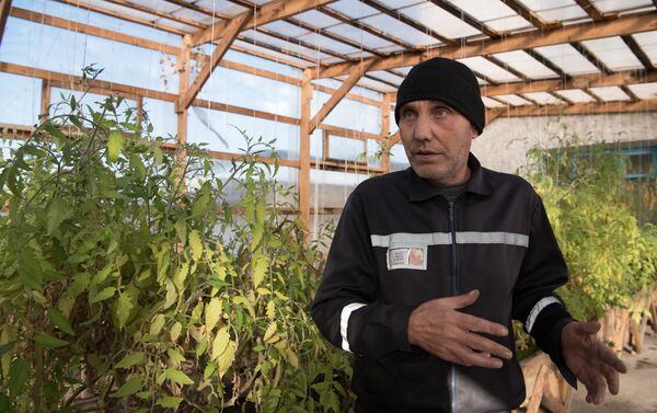 В теплице выращивают помидоры, огурцы и клубнику - Sputnik Казахстан