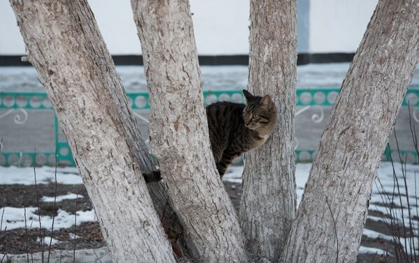 Кот на дереве, архивное фото - Sputnik Казахстан