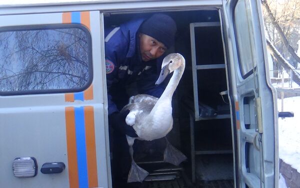 Стаю лебедей вызволили спасатели из ледяного плена в СКО - Sputnik Казахстан