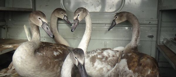 Стаю лебедей вызволили спасатели из ледяного плена в СКО - Sputnik Казахстан