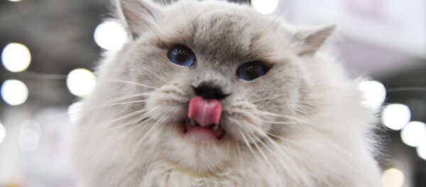 Кошка - Sputnik Казахстан